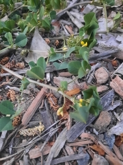 Medicago polymorpha
