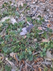 Medicago polymorpha