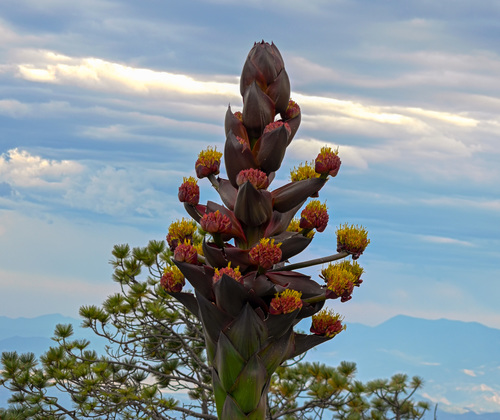 Agave gentryi