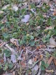 Medicago polymorpha