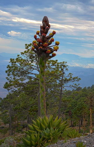 Agave gentryi