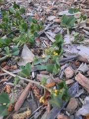 Medicago polymorpha