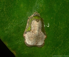 Exeristeboda exeristis