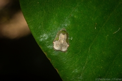 Exeristeboda exeristis
