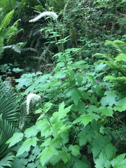 Actaea elata