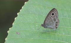 Ypthima stellera