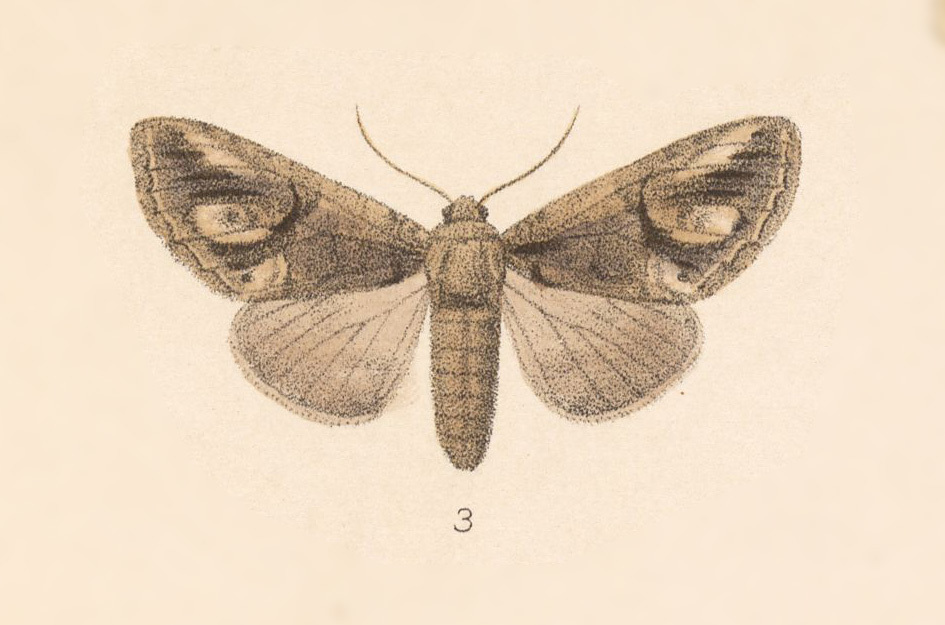 Rifargia gelduba