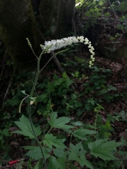 Actaea elata