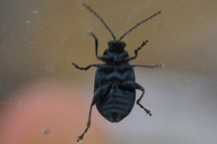 Chrysomelidae