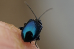Chrysomelidae