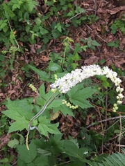 Actaea elata