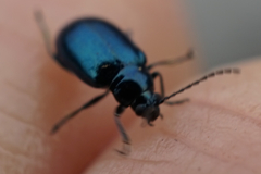 Chrysomelidae