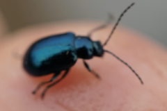 Chrysomelidae