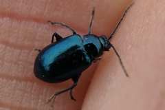 Chrysomelidae