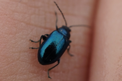 Chrysomelidae