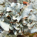 Powdered Ruffle Lichen - Photo (c) Rob Curtis, some rights reserved (CC BY-NC-SA), uploaded by Rob Curtis