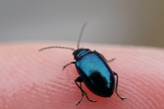 Chrysomelidae