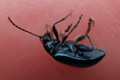 Chrysomelidae