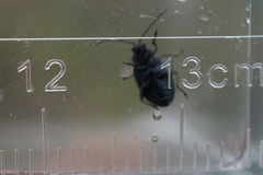 Chrysomelidae