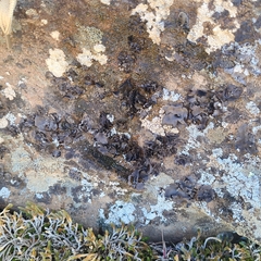 Umbilicaria polyrrhiza