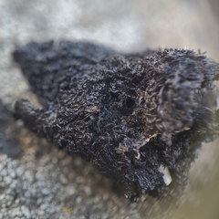 Umbilicaria polyrrhiza