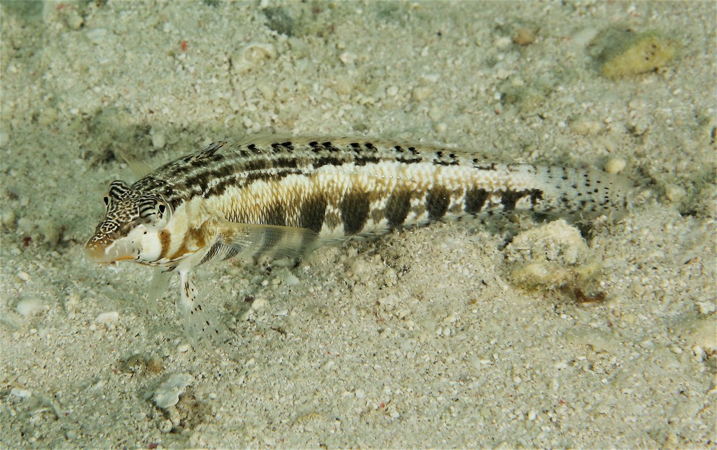 Southern Grubfish from Heron Island, Queensland 4805, Australia on ...