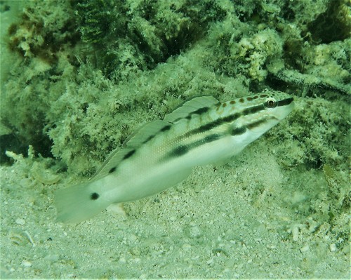 Byno-grondel (Amblygobius bynoensis) — Gobiidae — 4