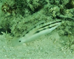 Amblygobius bynoensis