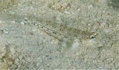 Goldman's Goby photo 3