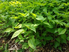 Magnoliopsida