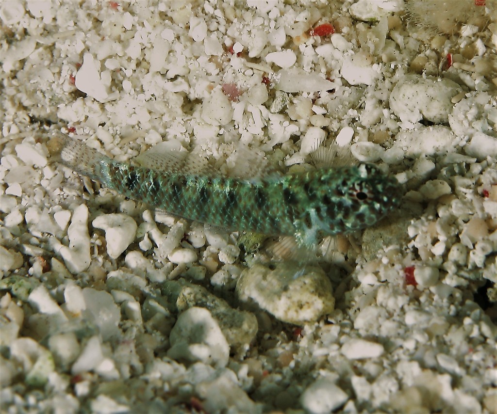 Queensland Dwarfgoby
