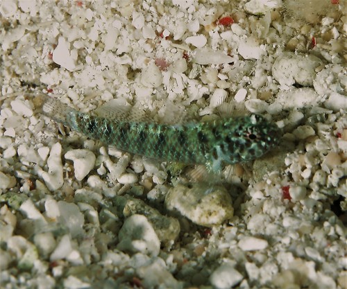 Queensland dwarfgoby (Eviota queenslandica) — Gobiidae — 5