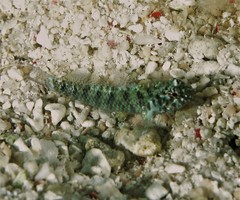 Eviota queenslandica