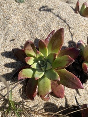 Dudleya caespitosa