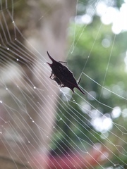 Gasteracantha mengei