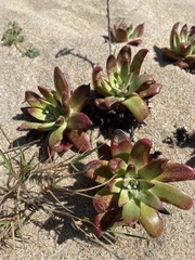 Dudleya caespitosa