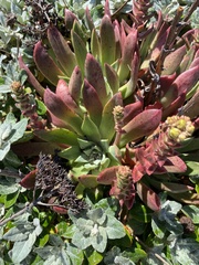 Dudleya caespitosa