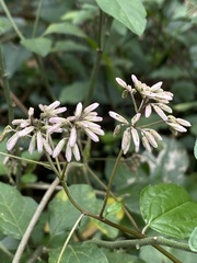 Eupatorium tashiroi