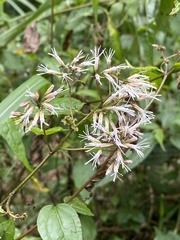 Eupatorium tashiroi