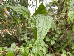 Eupatorium tashiroi