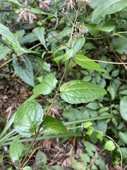 Eupatorium tashiroi