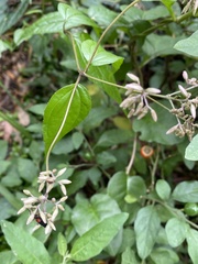 Eupatorium tashiroi