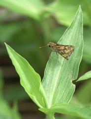 Taractrocera luzonensis