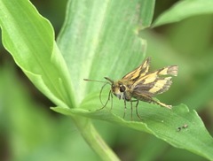 Taractrocera luzonensis