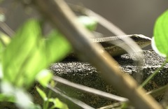 Eutropis multifasciata