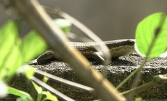 Eutropis multifasciata