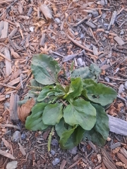 Plantago major