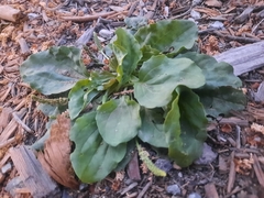 Plantago major