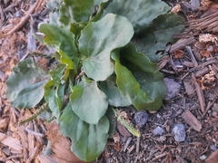 Plantago major