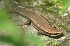 Eutropis lapulapu